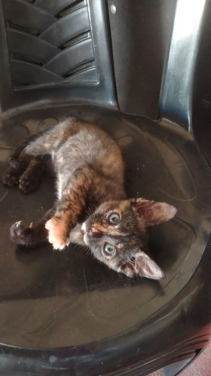 Gata