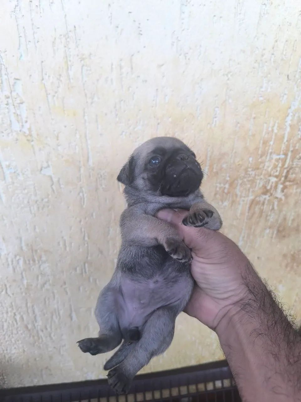 Filhotes de pugs - Foto 3