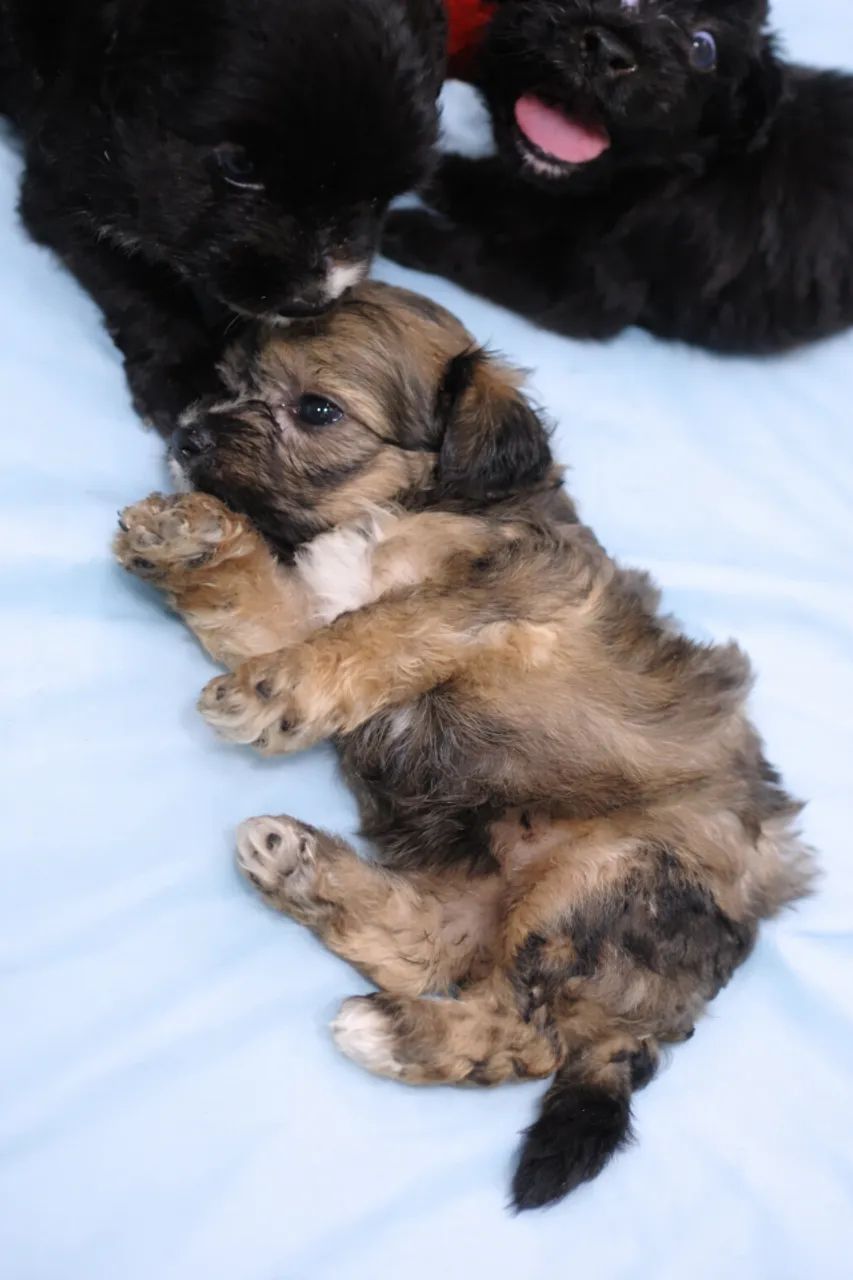 Linda Fêmea filhote de Lhasa Apso com 50 dias *