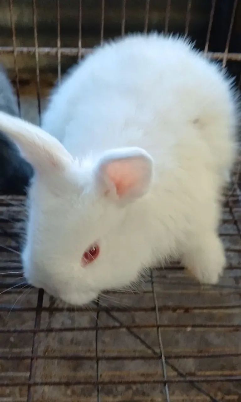 Mini Coelho 