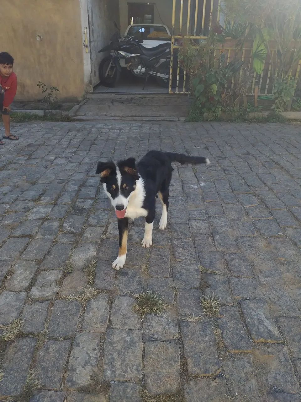 Cachorro boder cole