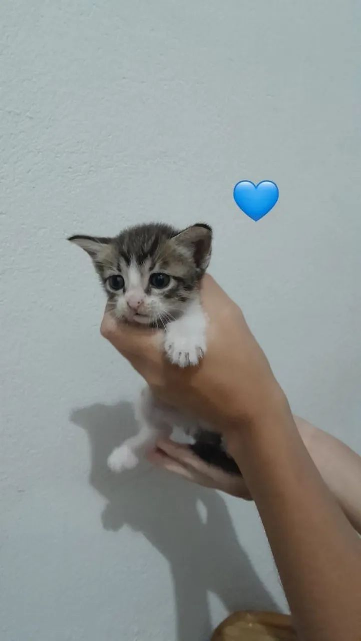 Gatinhos para adoção - Foto 4