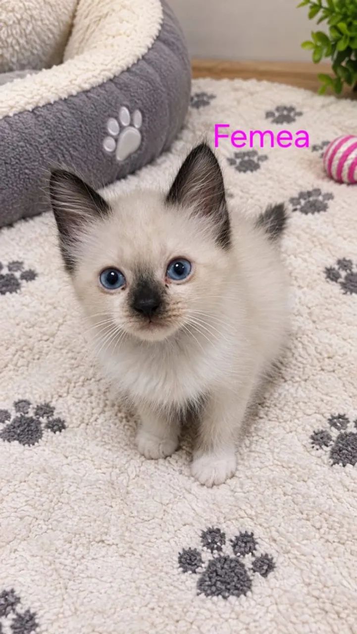 Gatinhos  - Foto 2