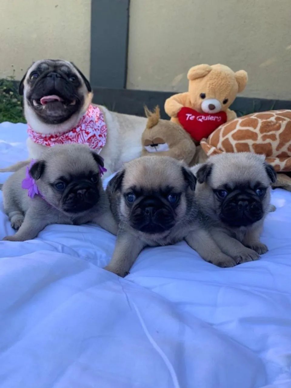 Pug,Pug Filhote Disponível Alta Qualidade