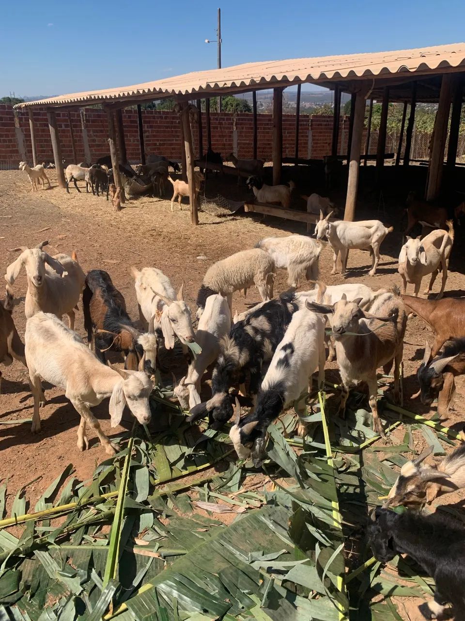 Cabras e bodes 