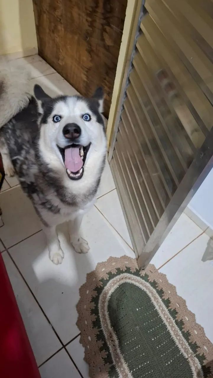 Husky Siberiano 