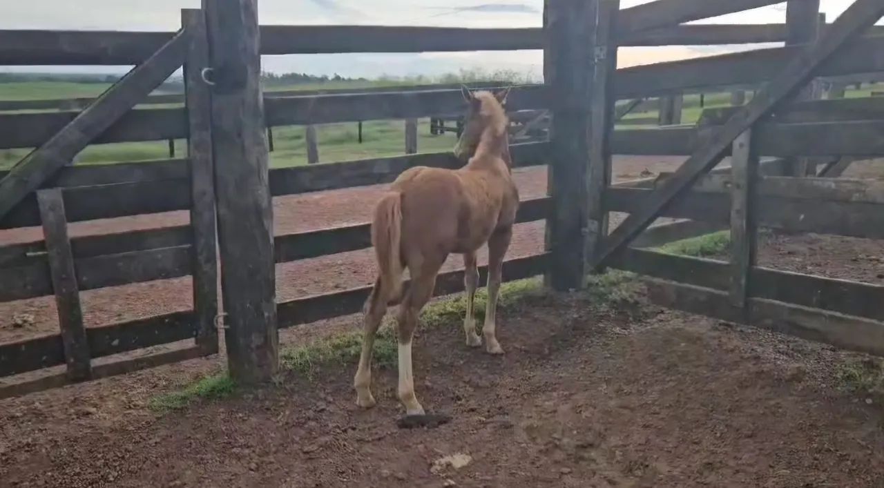 Potro Quarto de Milha (Qm) - Foto 4