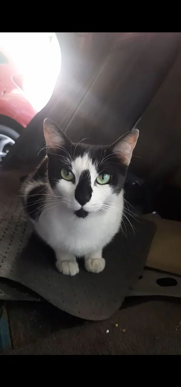 Doação de gatinhos filhotes 