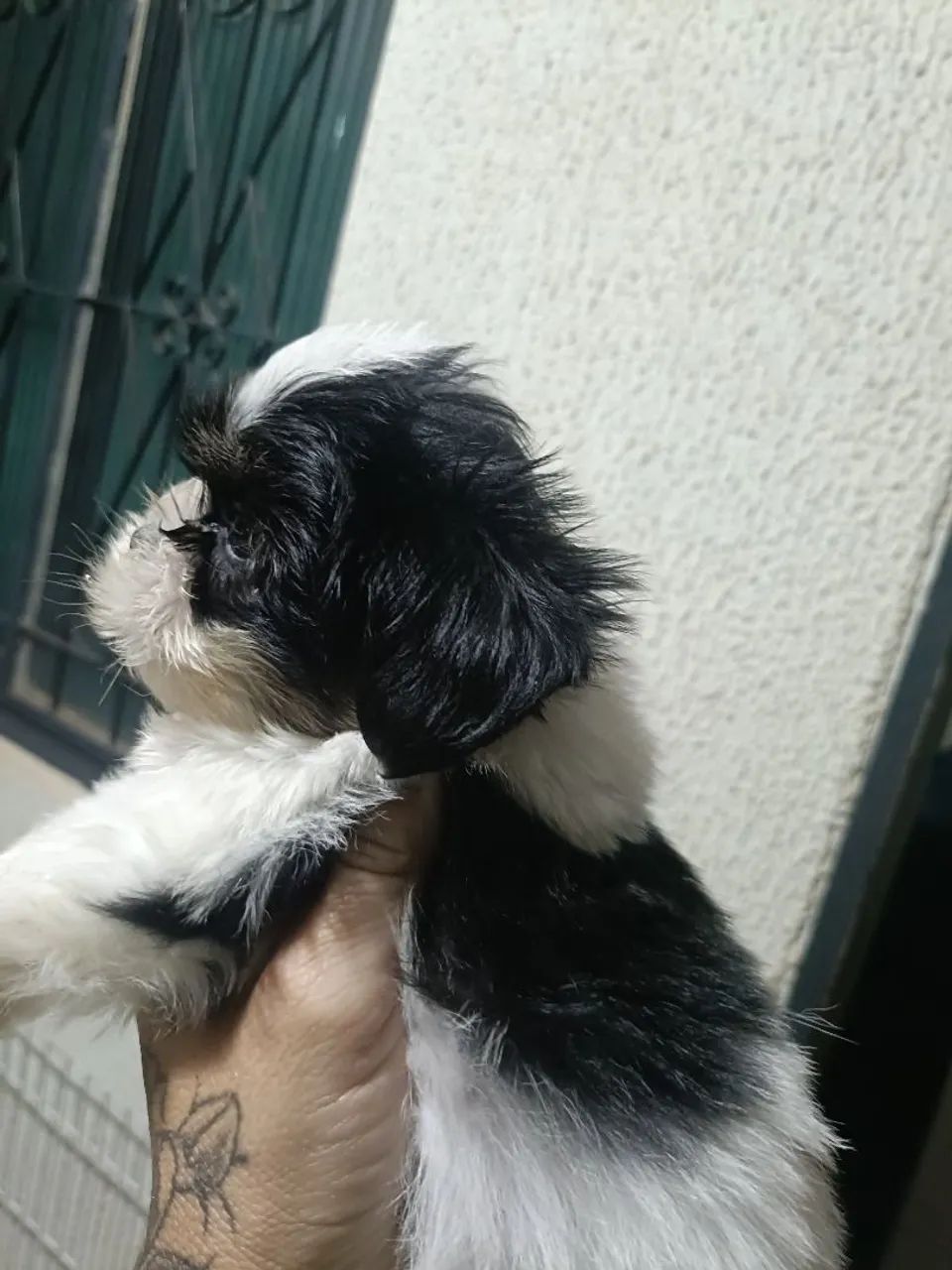 Shitzu macho mini