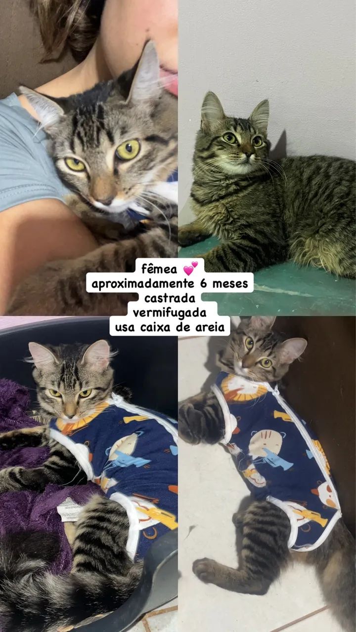 adoção gatos - Foto 2
