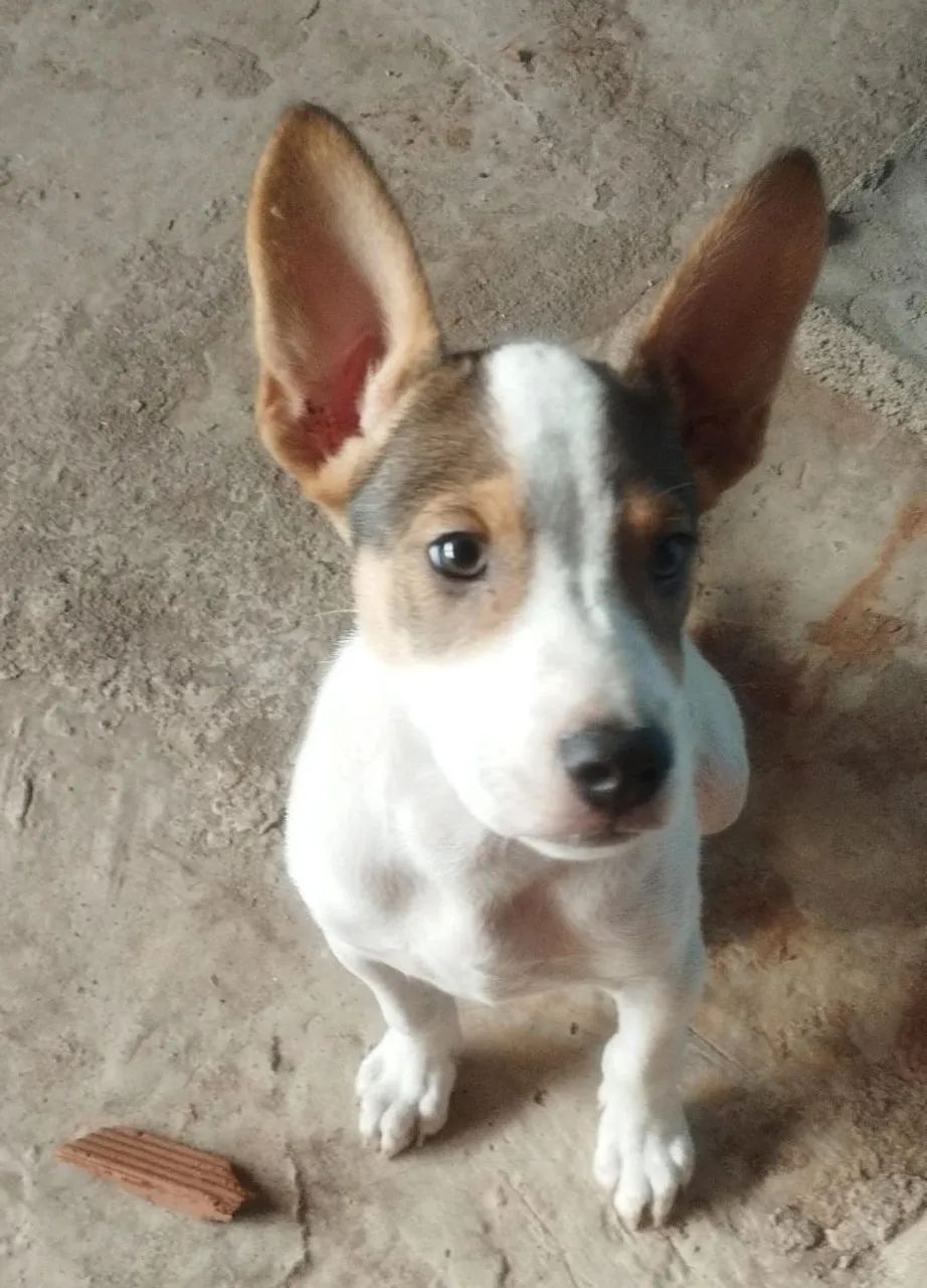 Cachorro para adoção 
