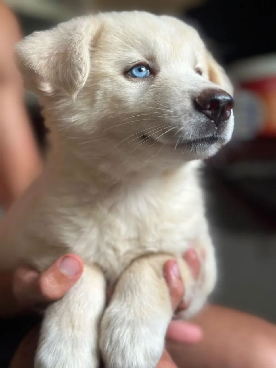 Husky siberiano 