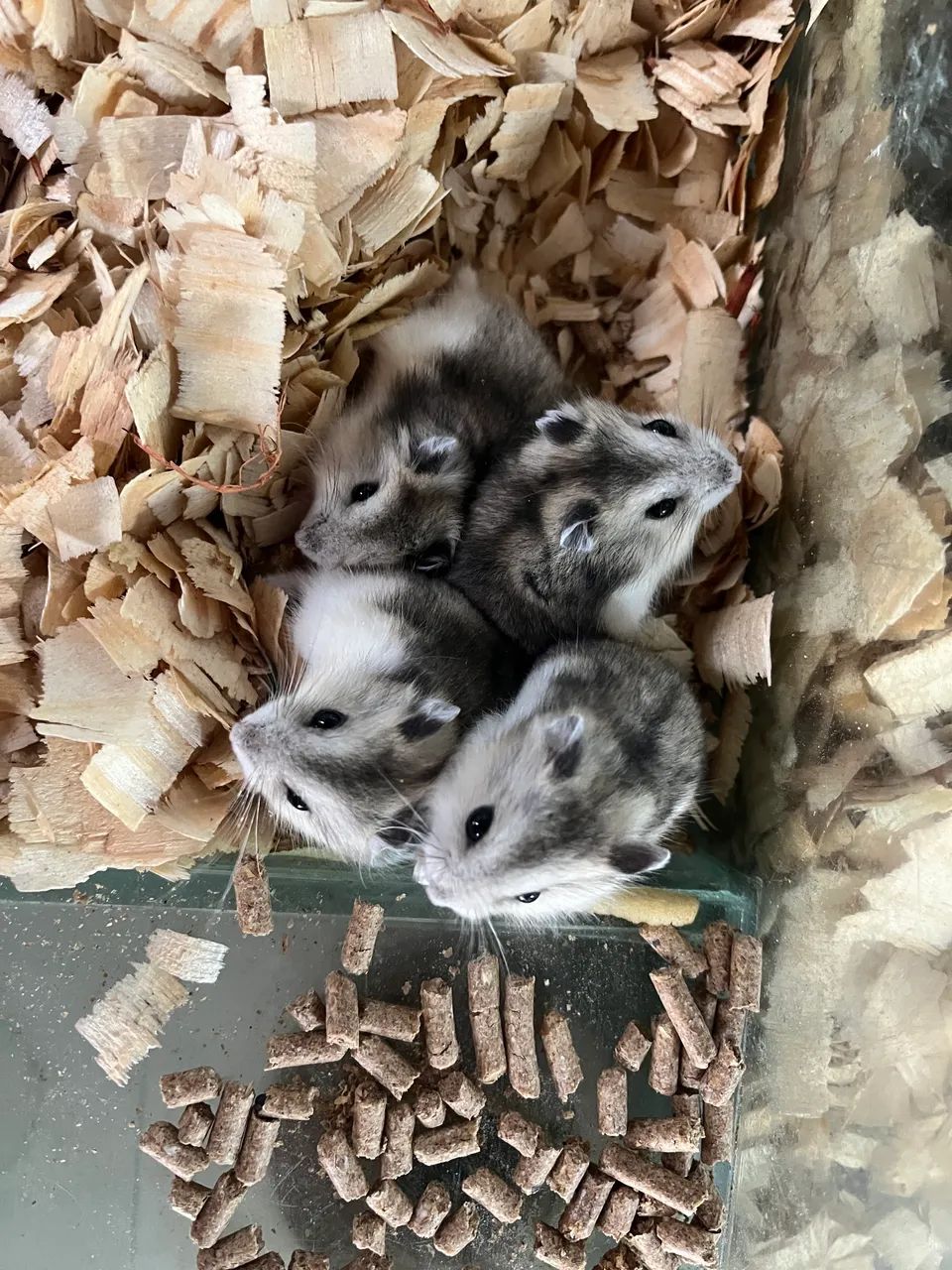 Hamster
