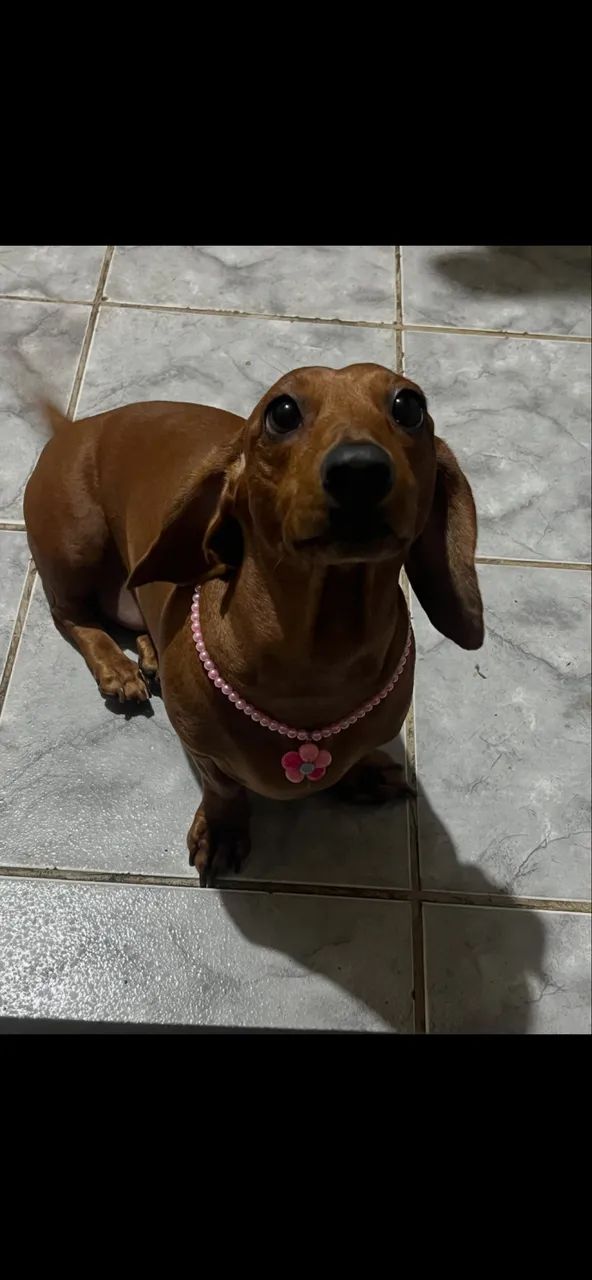 Dachshund procurando macho para cruzar - Foto 2