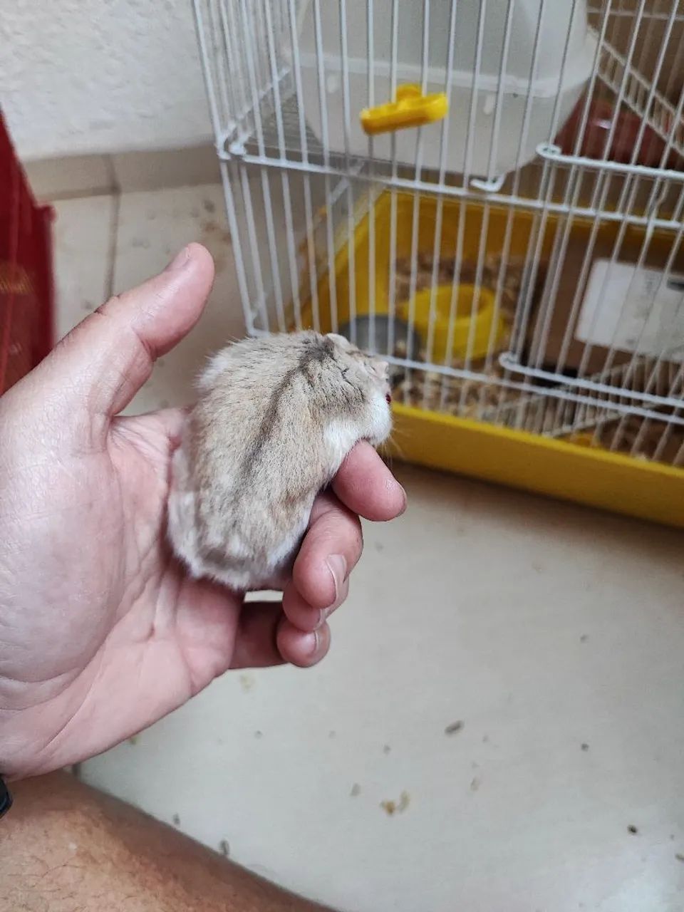 Hamster  - Foto 2