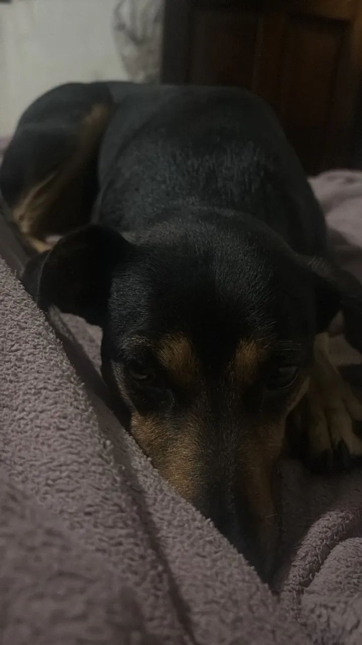 Adoção responsável  - Foto 2