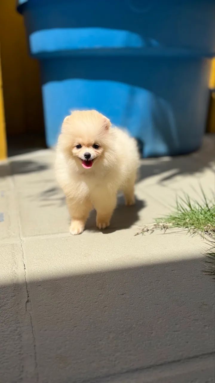 Spitz  alemão 