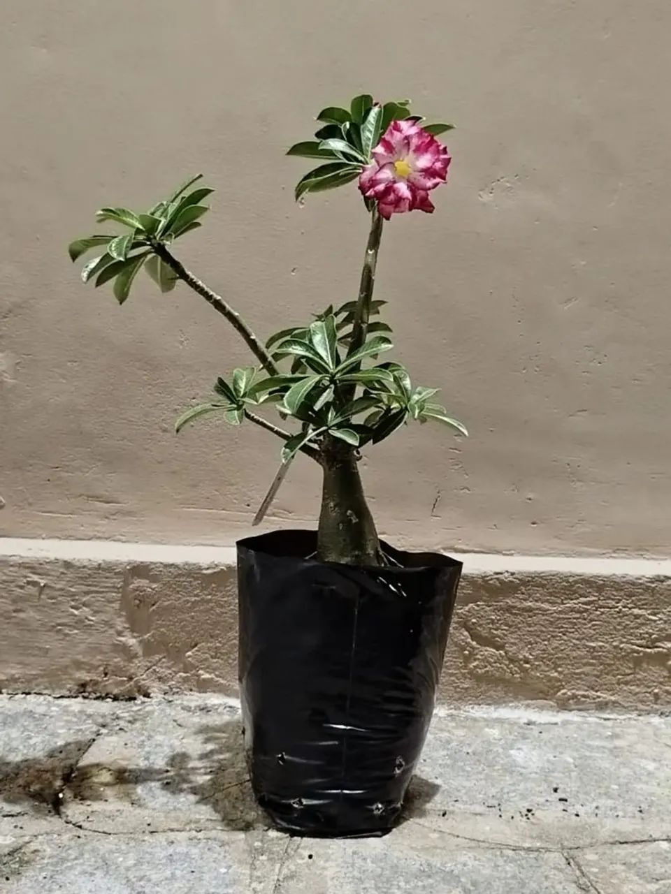 ROSAS DO DESERTO  - Foto 5