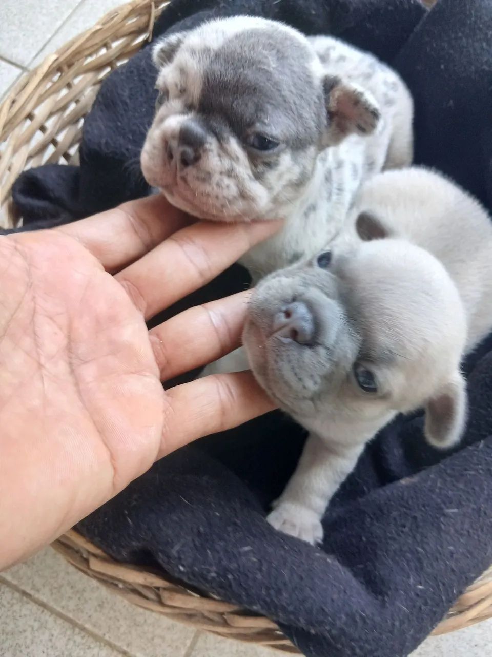 Buldogue Francês  - Foto 2