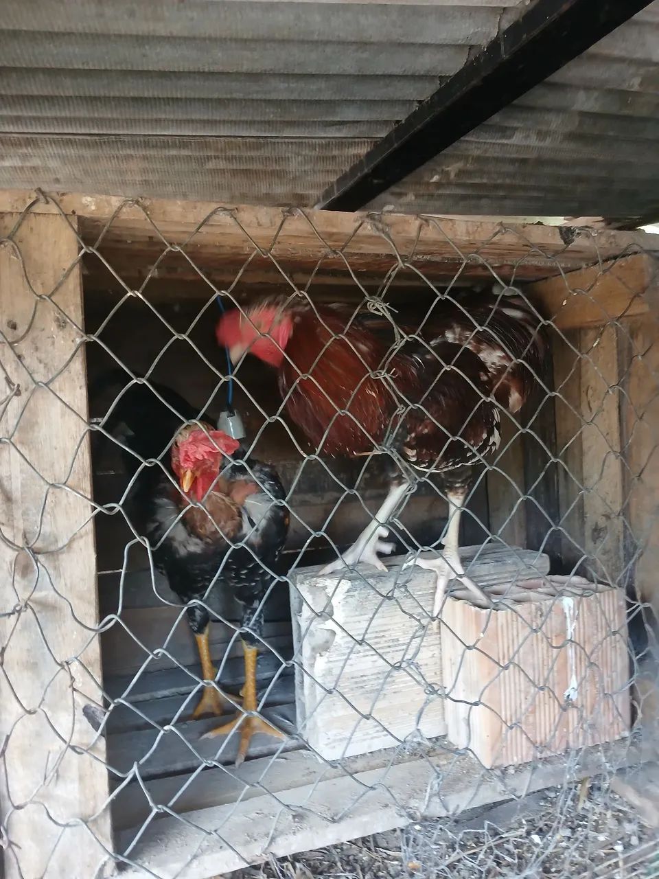 Vendo chácara  - Foto 2