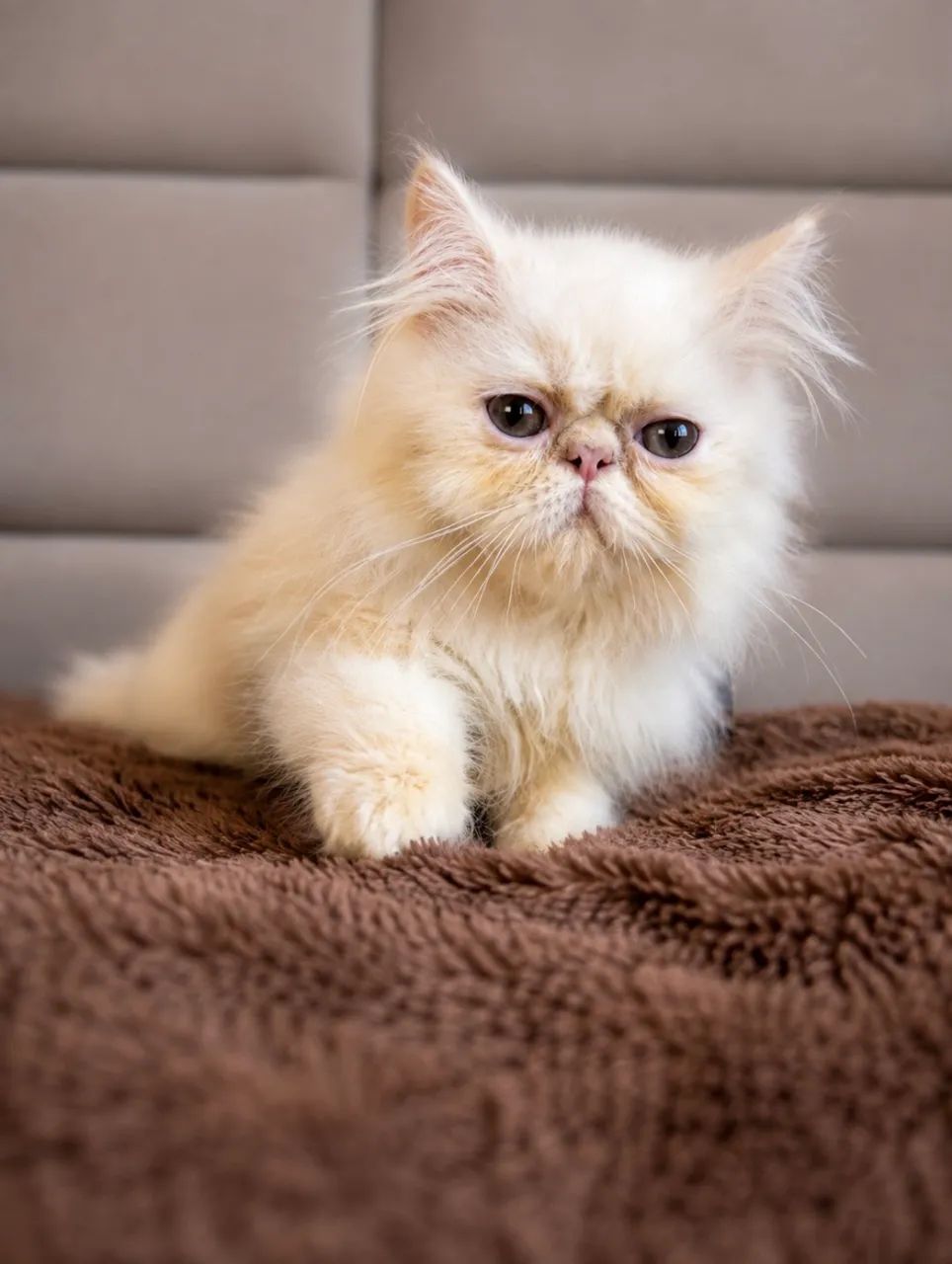 Gato persa  - Foto 2