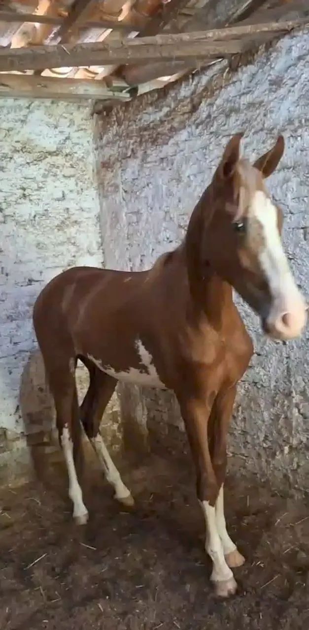 POTRO LUXOOOOO  - Foto 4