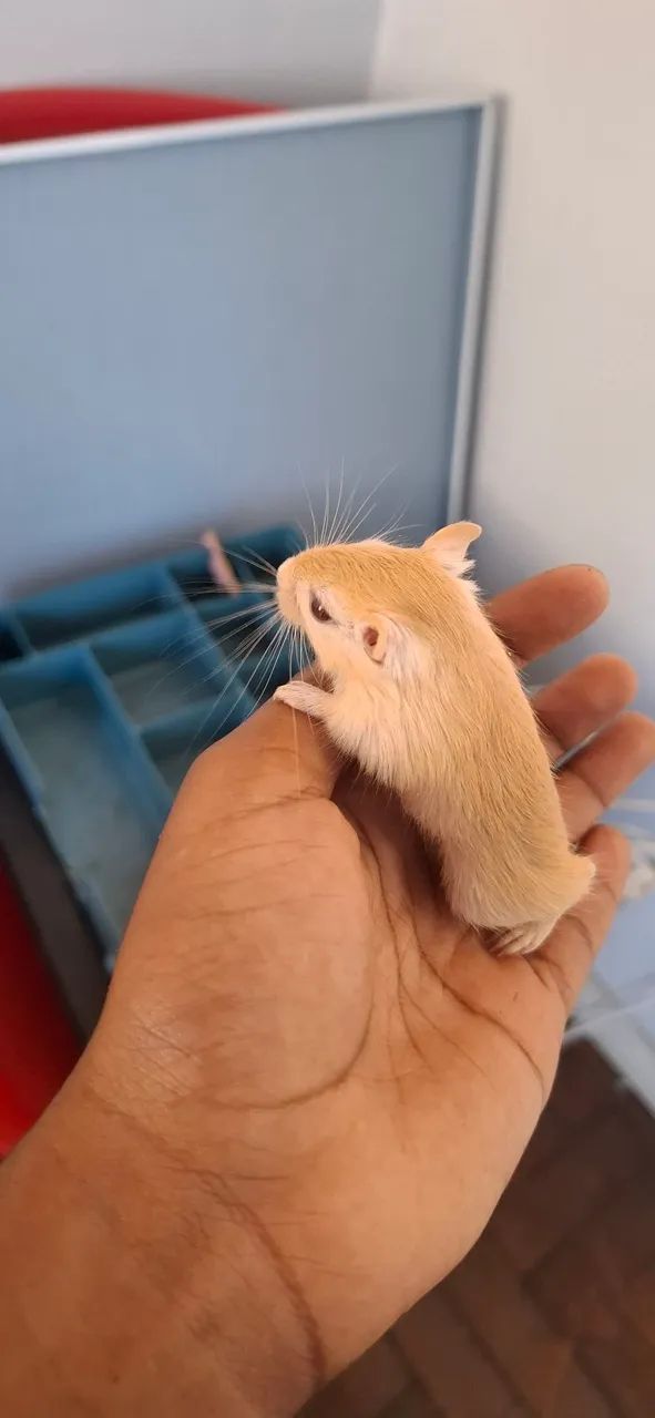 Gerbil (esquilo da mangolia) - Foto 3