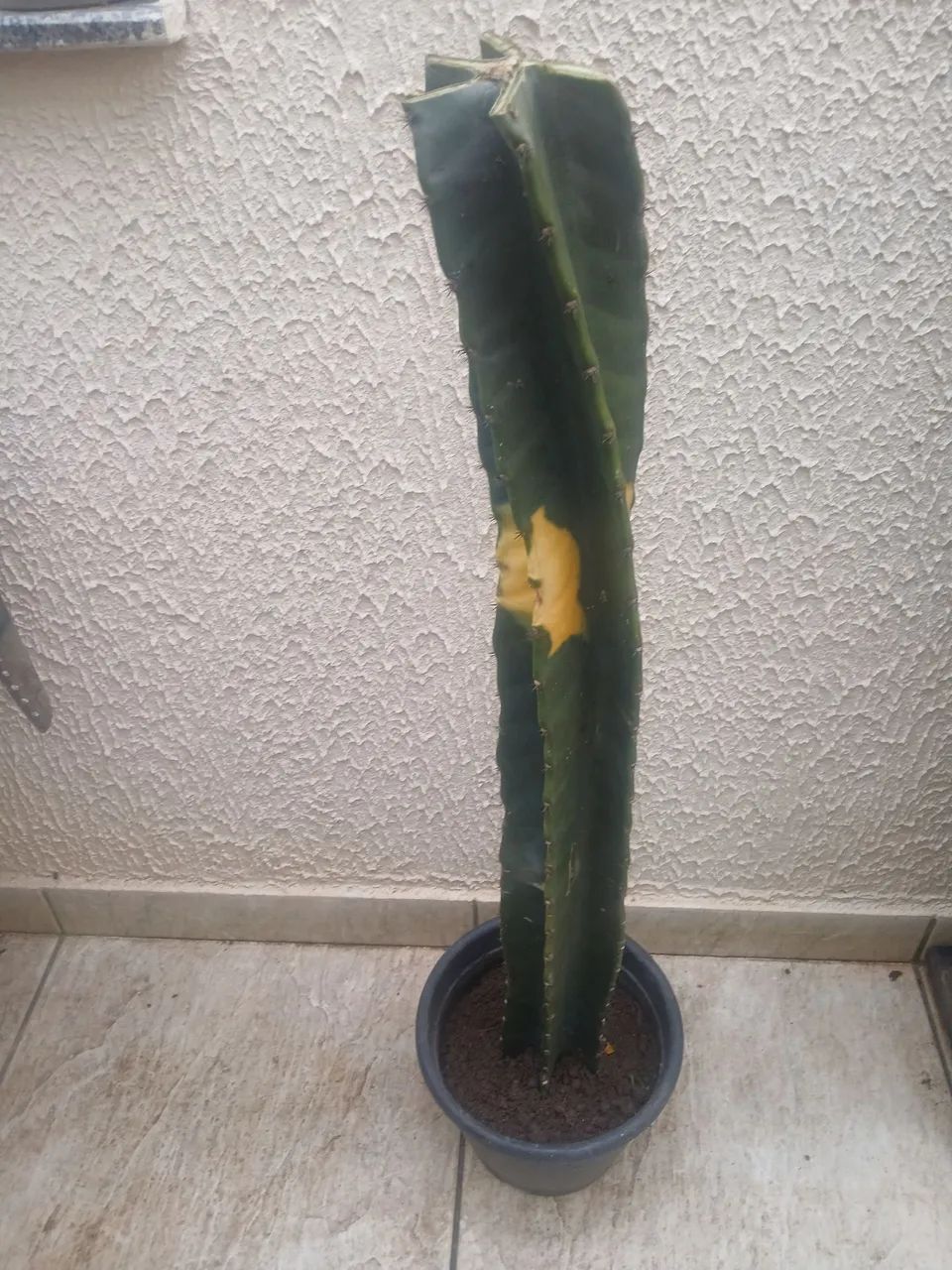 Cacto - Foto 3