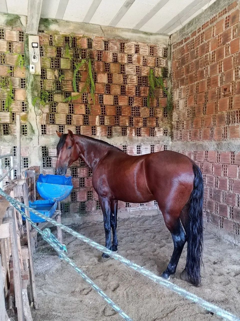 Cavalo  - Foto 5