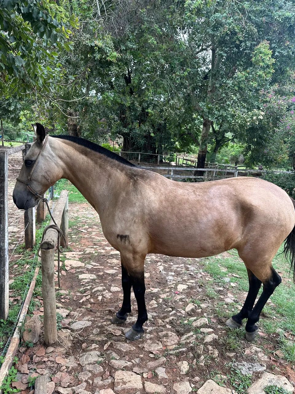 Égua Mangalarga - Foto 3