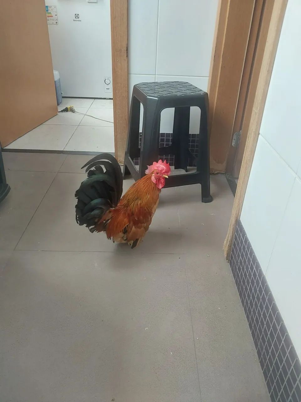 Vendo galo Nagasaki muito lindo 