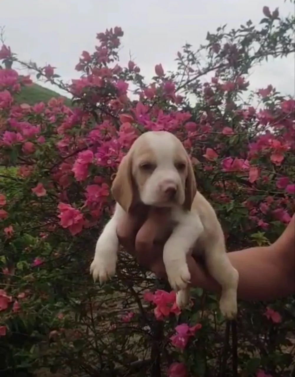 Beagle lindos filhotes prontos para nova família