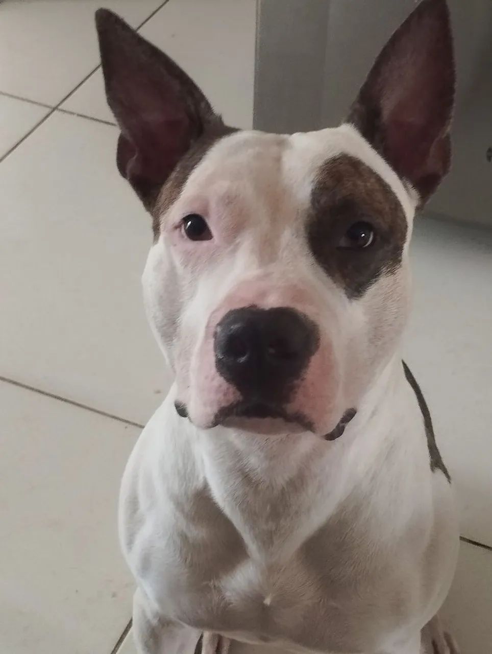 Filhotes de Pitbull  - Foto 5