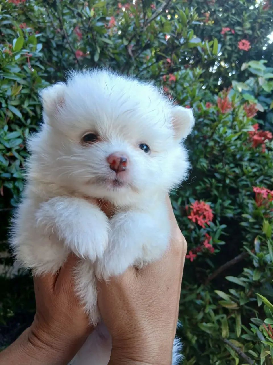 Lulu branco  - Foto 3