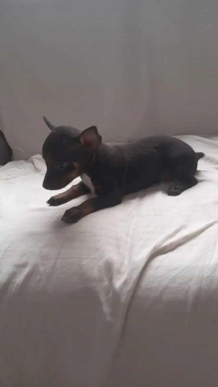 Pinscher  número  1 - Foto 3