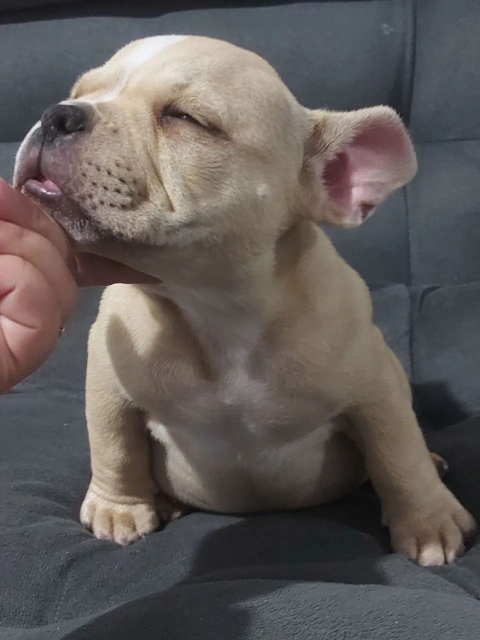 American bully micro  - Foto 2