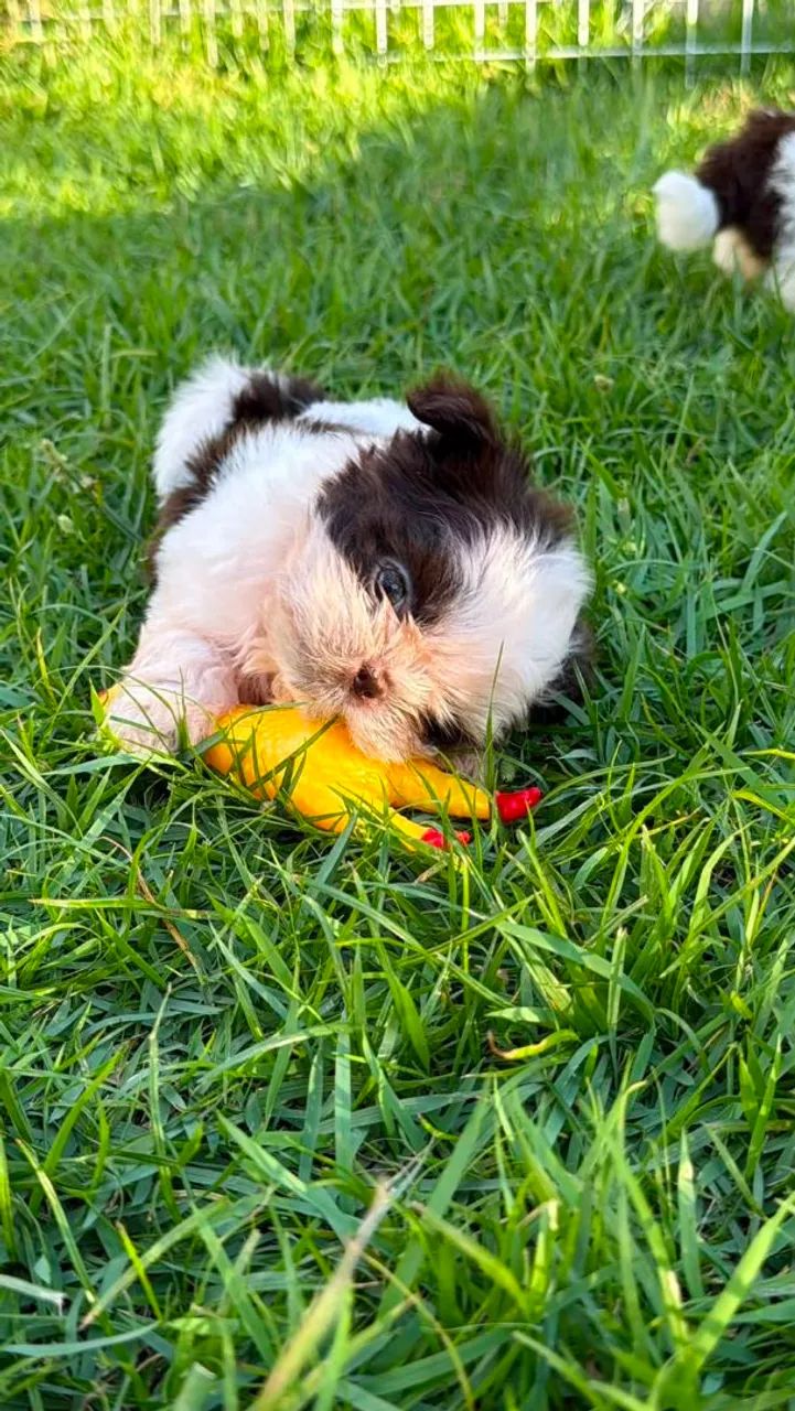 Shih tzu macho