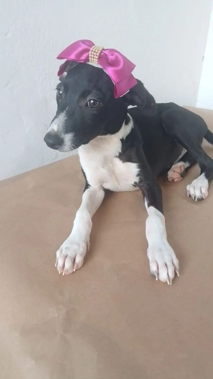 Cães para adoção  - Foto 3