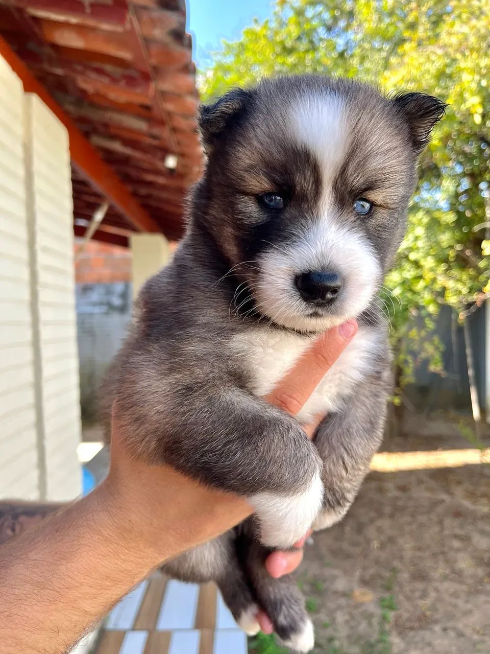 Husky Siberiano  - Foto 4