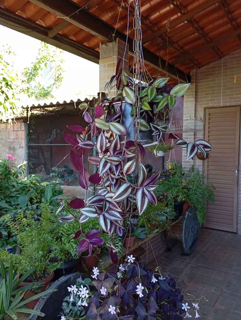 Sementes e plantas  - Foto 2