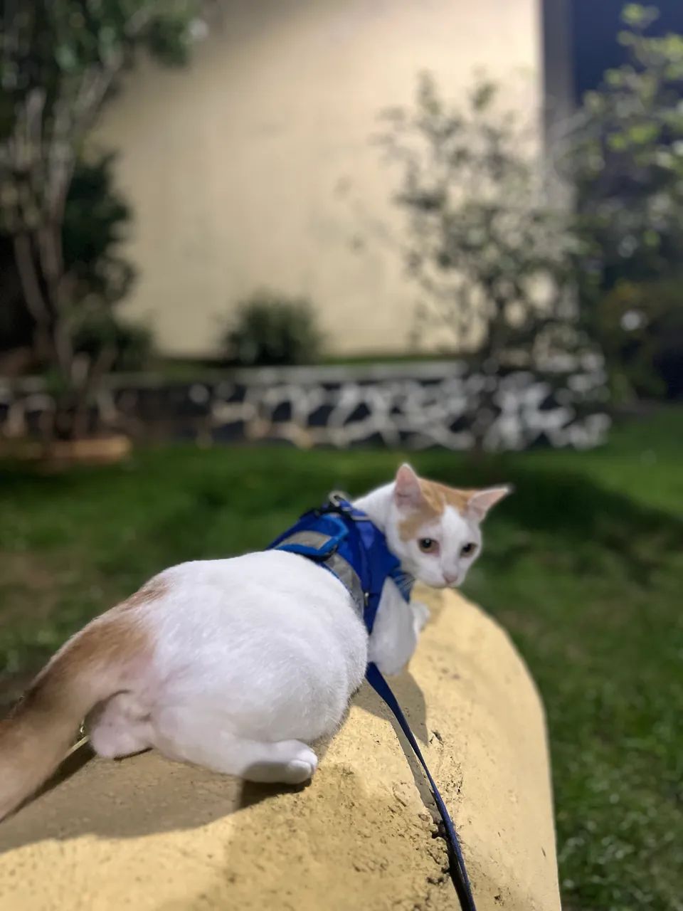 Doação de gata adulta  - Foto 5