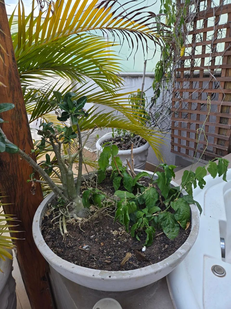 Vasos área externa  - Foto 4