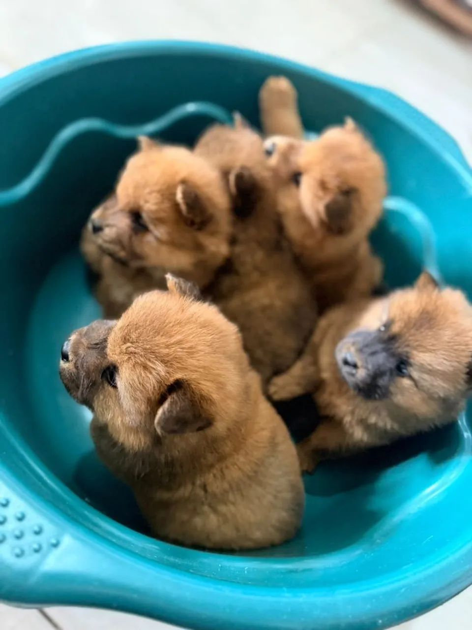 Filhotes de chow chow - Foto 5