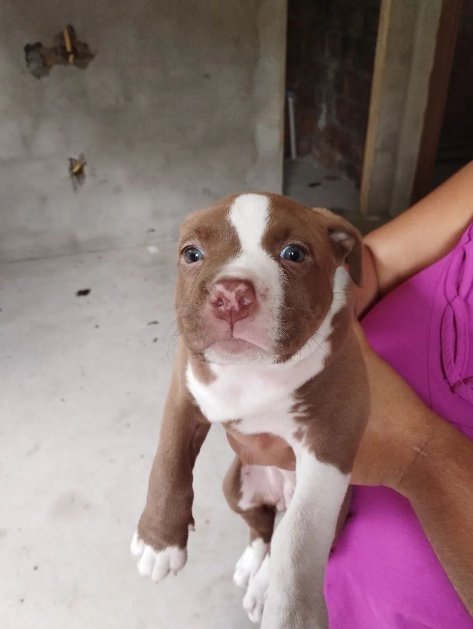 Cachorros  - Foto 4