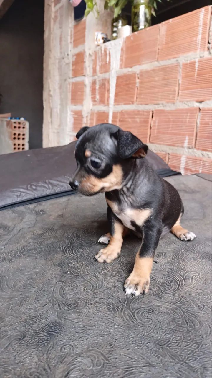 Pinscher  - Foto 3