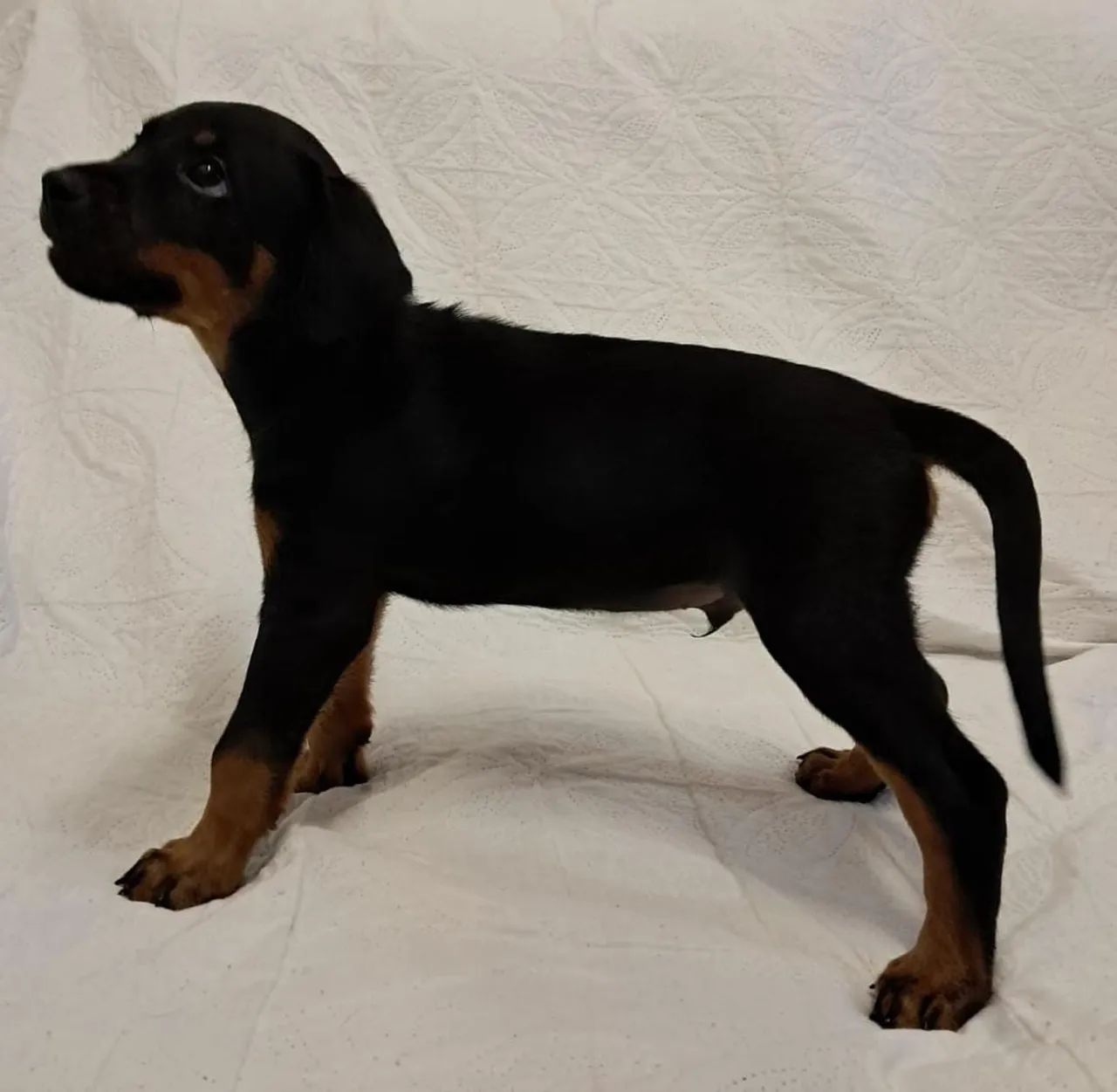 Rottweiler  - Foto 3