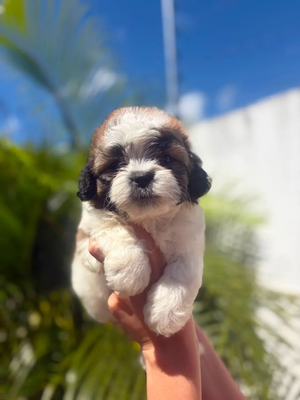 PROMOÇÃO MACHINHO  - Foto 2
