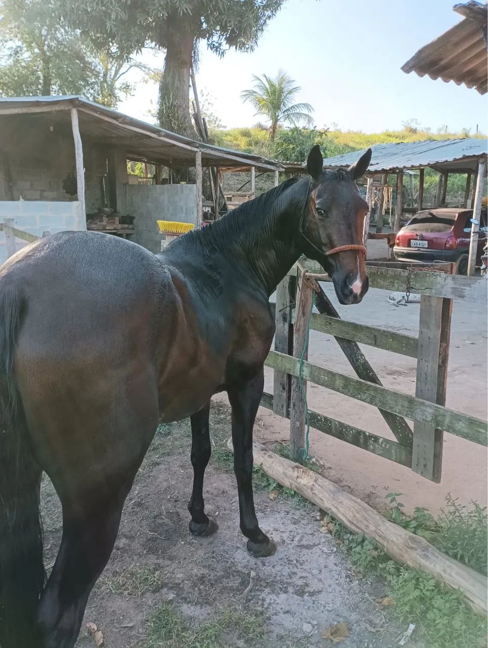 Cavalo quarto de milha a venda - Animais para agropecuária - Bicuíba ...