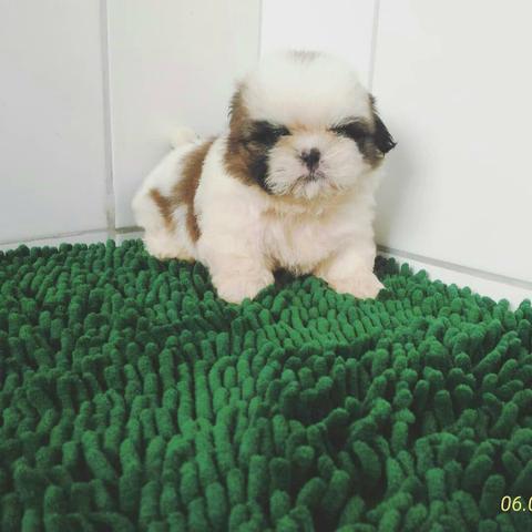 Shih Tzu