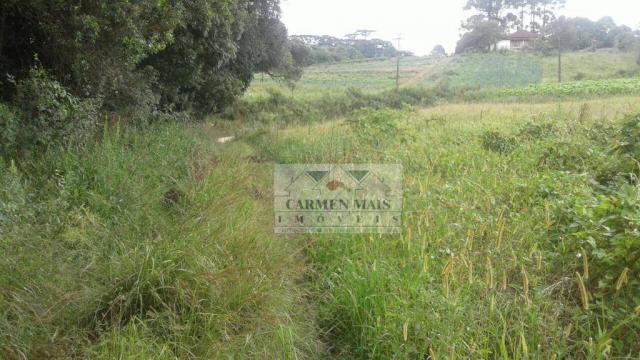 Chácara à venda, 10190 m² por r$ 600.000,00 - colônia murici - são josé dos pinhais/pr - Foto 5